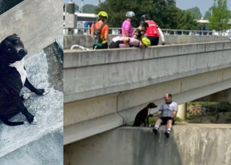Watch: Cyclists Rescue Dog Stranded on Bridge in Texas: ‘Heroes Indeed’
